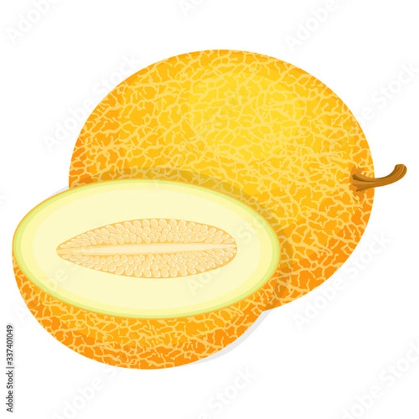 Obraz Fresh whole and half melon fruit isolated on white background. Honeydew melon. Summer fruits for healthy lifestyle. Organic fruit. Cartoon style. Vector illustration for any design.