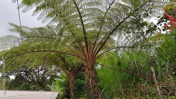 Obraz Riesenfarn, Bali