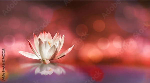 Fototapeta Soft white lotus on pond with soft  sunlight blur bokeh reflection on panorama background, Lily water flower on the water