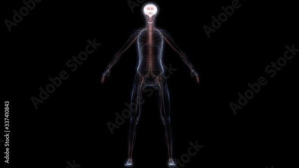 Fototapeta Human Internal Organ Brain with Nervous System Anatomy X-ray 3D rendering