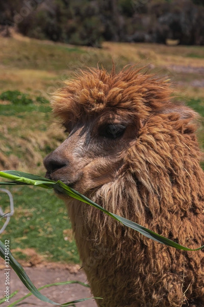 Obraz llama comiendo  PERU