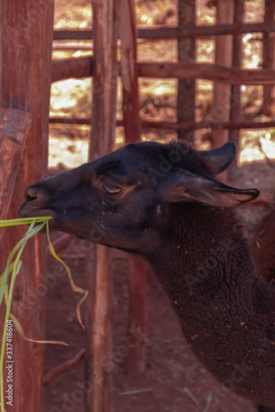 Obraz LLAMA NEGRA