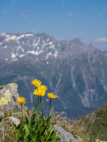 Obraz Close-up of Arnica montana flowers in the Alps, mountains in the background