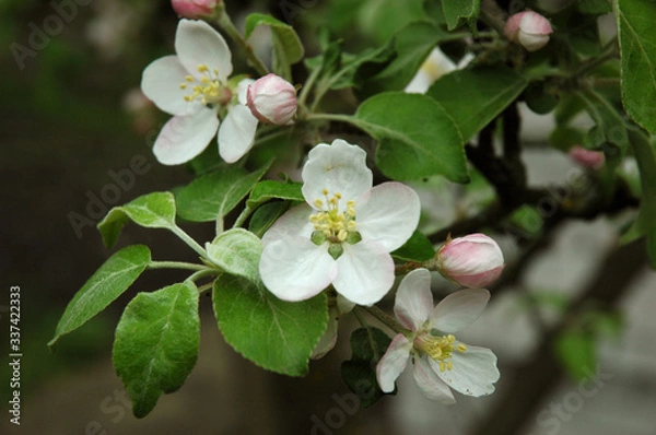 Fototapeta A flowering branch of an apple tree with flowers and buds close-up. Spring.