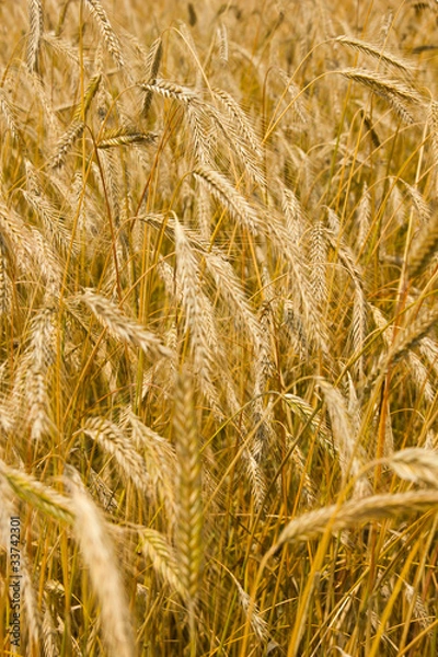 Fototapeta Wheat