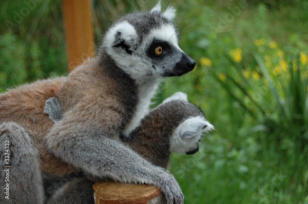 Fototapeta cute monkey