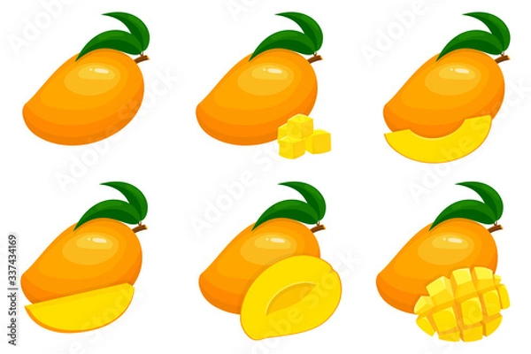 Obraz Set of fresh whole, half, cut slice mango fruits isolated on white background. Summer fruits for healthy lifestyle. Organic fruit. Cartoon style. Vector illustration for any design.