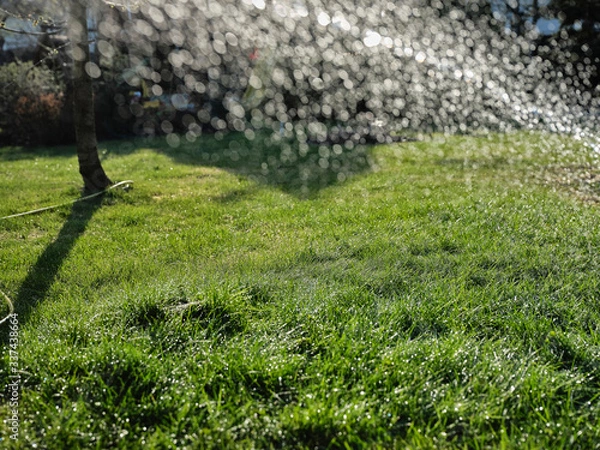 Obraz Trawa zielona w ogrodzie