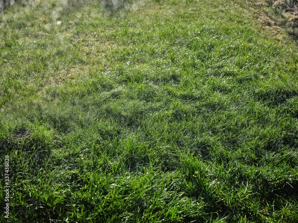 Obraz Trawa zielona w ogrodzie