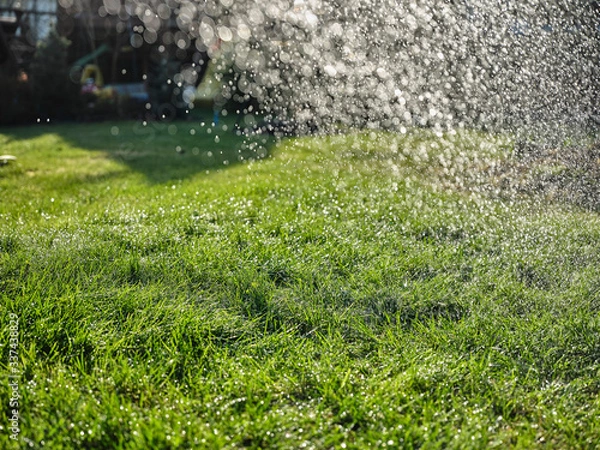 Obraz Trawa zielona w ogrodzie