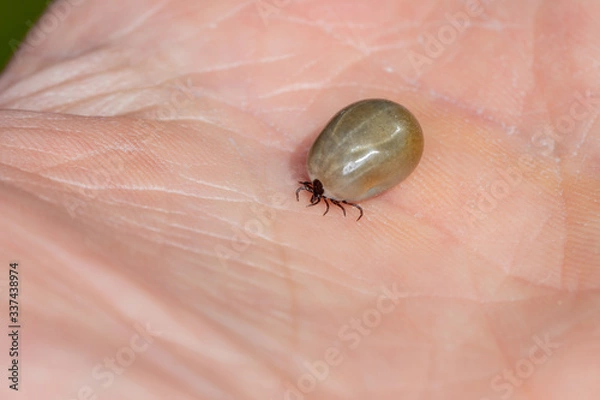 Fototapeta Large fully engorged tick walking on human hand macro side shot