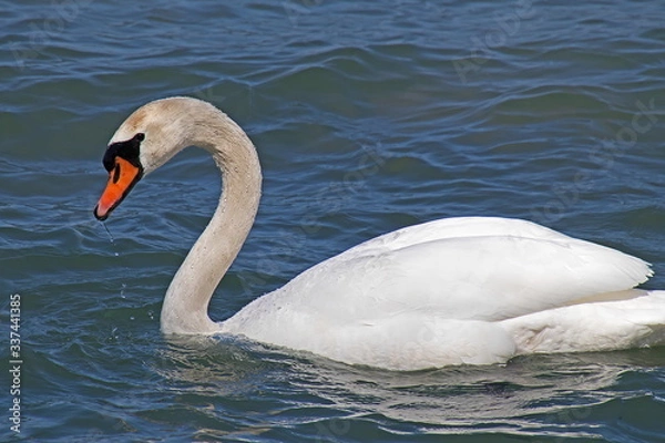 Obraz Mute Swan Swimming