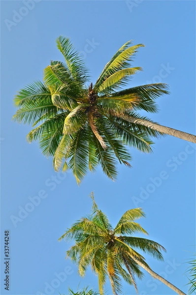 Fototapeta Coconut trees