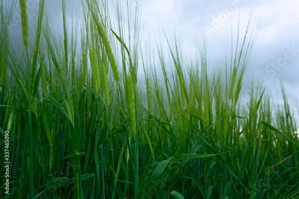 Fototapeta Green young ears of wheat in the field