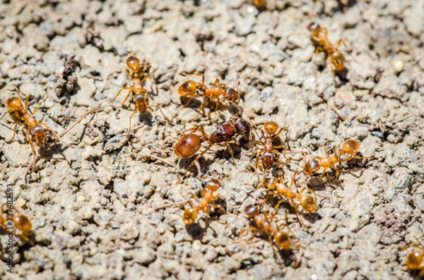 Obraz Fire Ants Up Close 