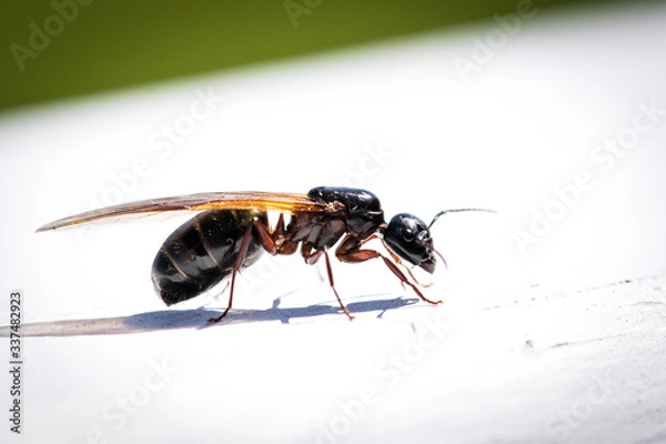 Fototapeta Flying Carpenter Ant Up Close 