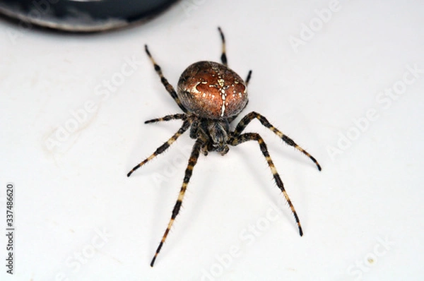 Obraz Spider Up Close