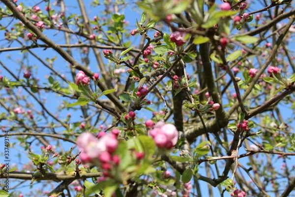 Fototapeta Fleurs de pommier