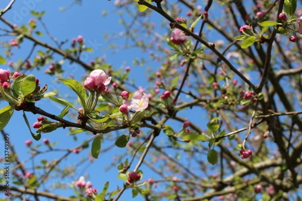 Fototapeta Fleurs de pommier