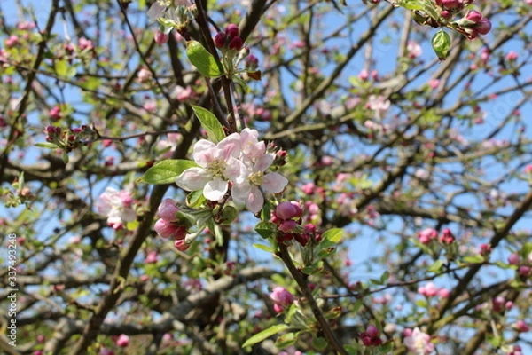 Fototapeta Fleurs de pommier