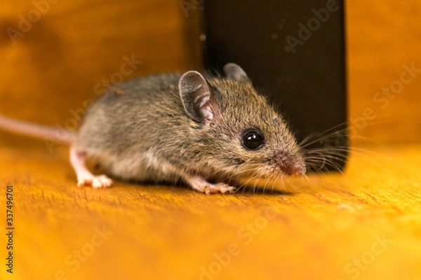 Obraz Mouse Up Close