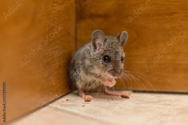 Fototapeta Mouse Up Close