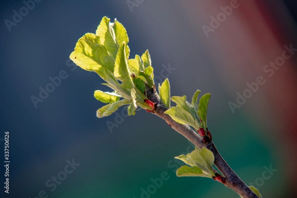 Fototapeta Erstes Grün