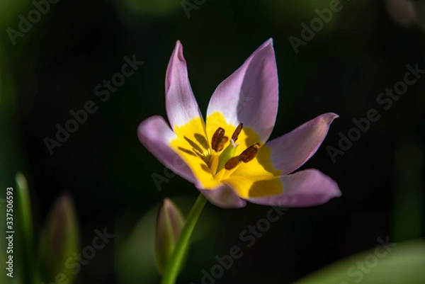 Fototapeta Sonnenanbeterin