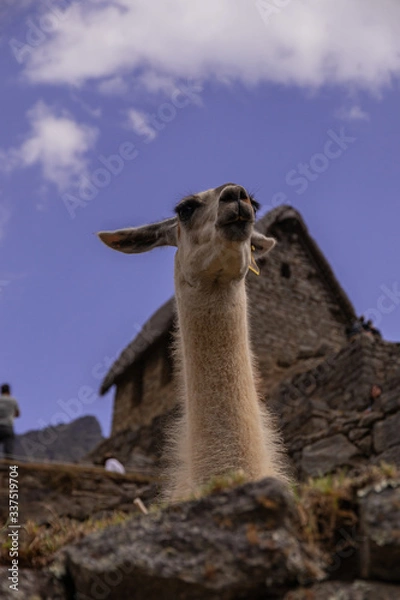 Obraz llama de Machu Picchu