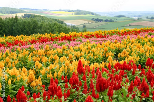 Obraz 一面に咲くケイトウ