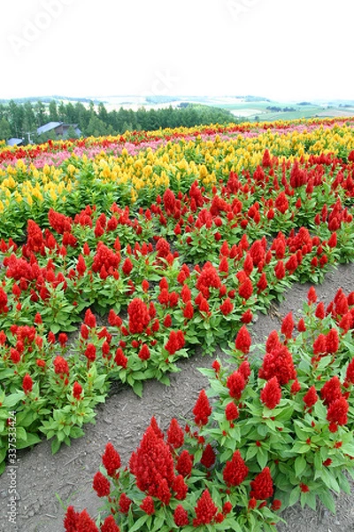 Obraz 一面に咲くケイトウ