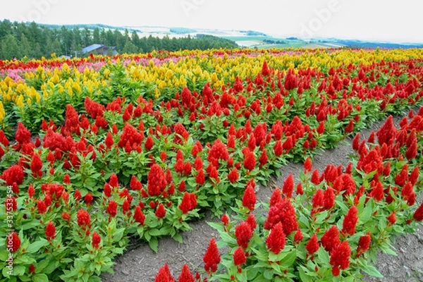 Obraz ケイトウ畑