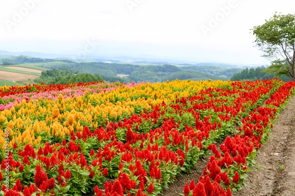 Obraz 一面に咲くケイトウ