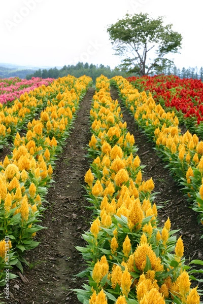 Obraz ケイトウ畑