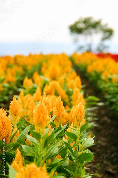 Obraz 一面に咲くケイトウ