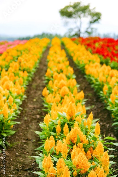 Obraz ケイトウ畑