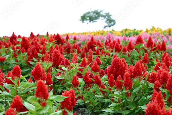 Obraz 一面に咲くケイトウ