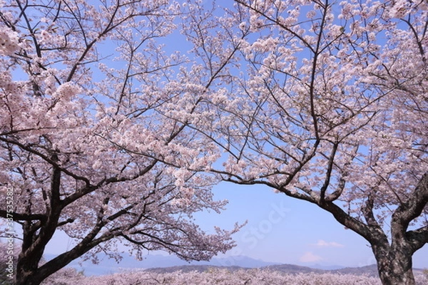 Obraz 山頂の満開の桜と霞んで見えた富士山