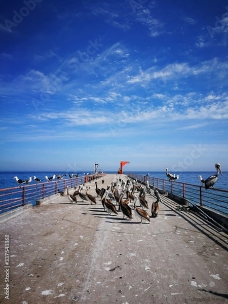 Obraz Pelecanus Thagus