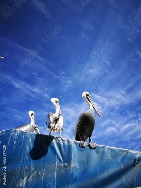 Obraz Pelecanus Thagus