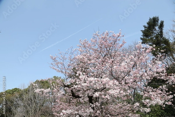 Obraz blooming cherry tree and sky
