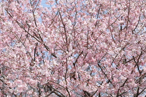Obraz pink cherry blossom