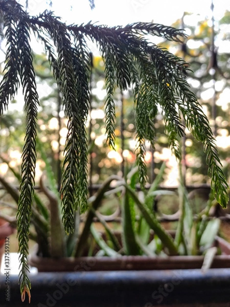 Fototapeta Closed up shot of Christmas tree. Creativity in quarantine time.