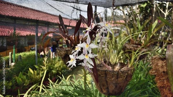 Fototapeta Colombian Orchids