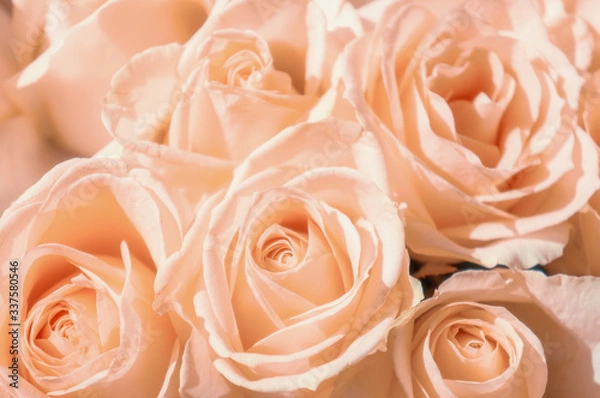 Obraz close-up of pink roses in a bouquet for a special day
