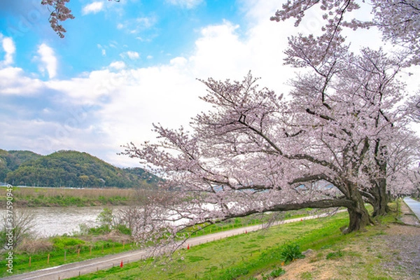 Obraz 早朝の背割堤の桜