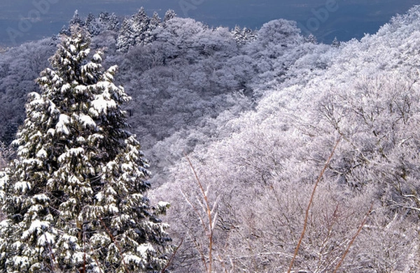 Obraz 色んな樹木がある金剛山の樹氷