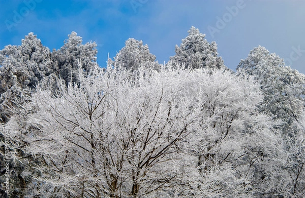 Fototapeta 青空と雲と金剛山の樹氷