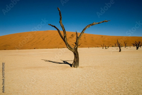 Obraz dead tree in the desert