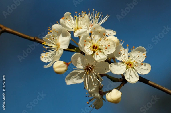 Fototapeta Plum blossom